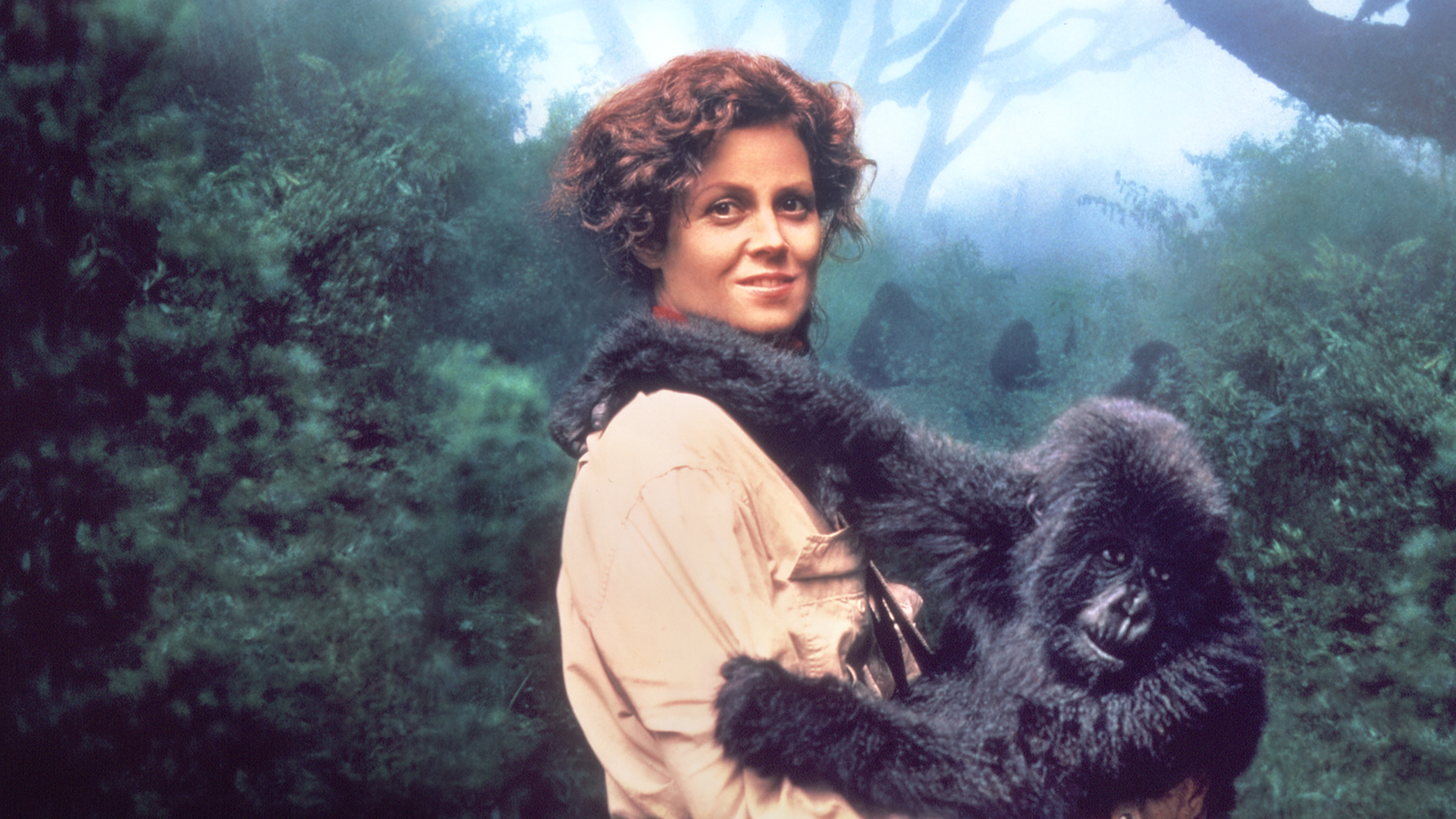 Gorilas en la niebla